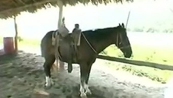 Anal Fucking On A Horse